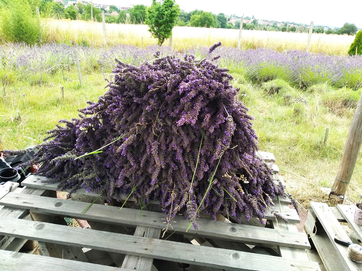Sesbíraná levandule Morava