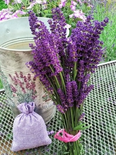 Levandulová kytice- Moravská levandule